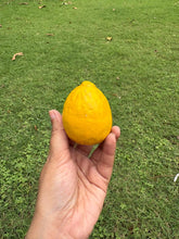 Load image into Gallery viewer, Kamal Kumar's Clay Toys - Lemon
