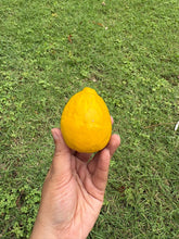 Load image into Gallery viewer, Kamal Kumar's Clay Toys - Lemon
